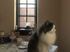 -上海安亭别墅花园酒店