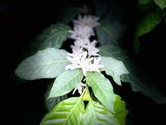 -北京植物园-展览温室