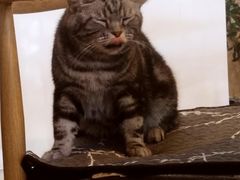 -平行世界·猫咖(首经贸店)