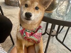 -柴犬高等学院·狗咖·柴犬售卖·宠物训练