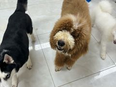 -Heymao猫咖.咖啡厅(东门店)