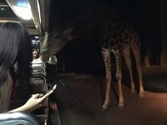 -清迈夜间动物园