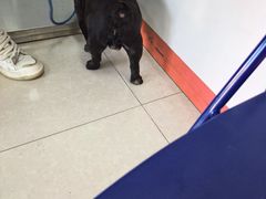 -瑞派福兴宠物医院犬猫全科·骨科·中西医结合(河东店)