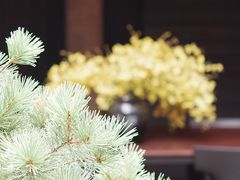 -觀芷隐轩