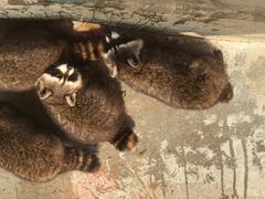 -泉州海丝野生动物世界