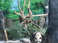 -灵玲国际马戏城