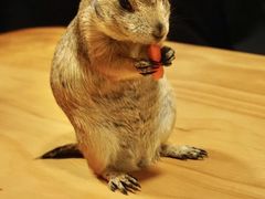 -藦茜花园宠物主题亲子互动体验馆(国顺东路店)