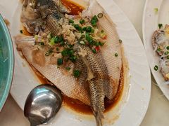 清蒸多宝魚-五谷芳乳鸽王(海景店)
