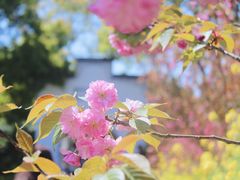 -南汇桃花村