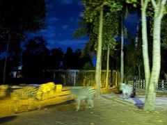 -清迈夜间动物园