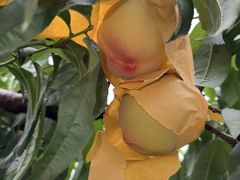 -老袁家蜜桃农场·阳山水蜜桃