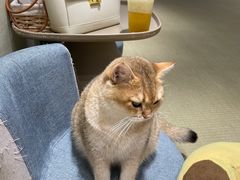 -逗柴咖啡屋·狗咖猫咖宠物桌游