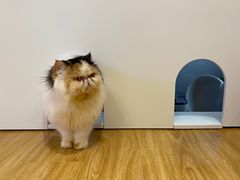 -啵啵喵·猫咖(攀华国际店)
