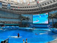 -海合安成都极地海洋公园