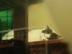 -猫咪博物馆(顶澳仔猫街店)