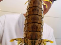 -凯华海鲜火锅·传承三十六年