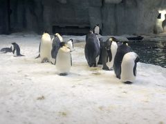 -帝企鹅自助餐厅•儿童岛•真企鹅(长隆企鹅酒店)