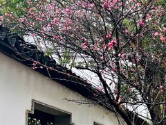 -八大山人梅湖景区