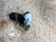 -龟与熊猫宠物公园(南坪店)