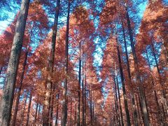 -黄海国家森林公园