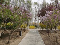 -大兴滨河森林公园