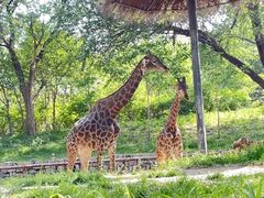 -北京野生动物园