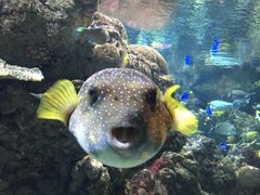 -西雅图水族馆
