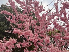 -南山植物园