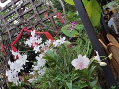 -火咂咂竹筒宴(告庄店)