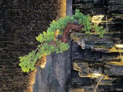 -蘇河湾·新鲁菜·泰山宴(泰山店)