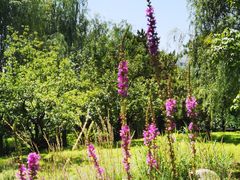 -莲花池公园