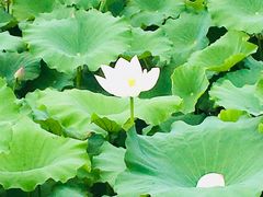 景点-荷花荡
