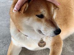 -柴犬高等学院·狗咖·柴犬售卖·宠物训练