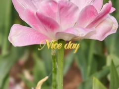 -朝阳公园