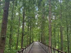 -黄海国家森林公园