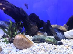 -上海海洋水族馆