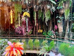 -正佳雨林生态植物园