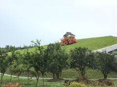 景点-合肥滨湖国家森林公园