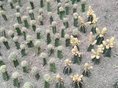 -南山植物园