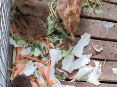 -北京鹿世界主题园