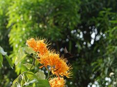 -深圳仙湖植物园