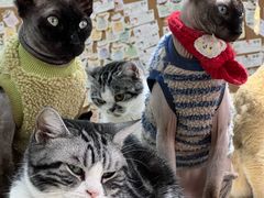 -猫小院猫主题餐厅(南锣旗舰店)