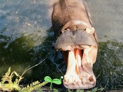 -海南热带野生动植物园
