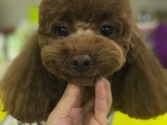 -沐沐家宠物(成寿寺店)