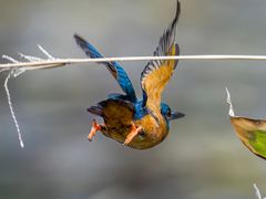 -宝安西湾红树林湿地公园