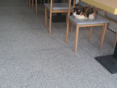 大堂-绒爪撸猫下午茶·猫咖