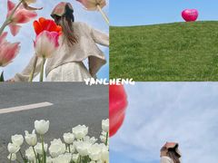 -荷兰花海