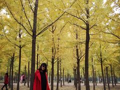 -汉景帝阳陵博物院