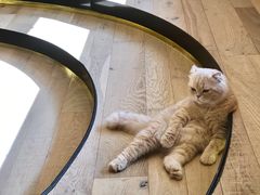-CAT’S MEWSTAR CAFE·喵星球猫屋(晴湾咖啡店)