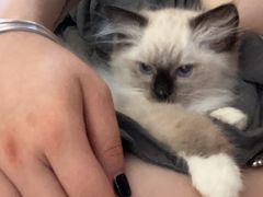 -喜多萌中农锦绣动物医院24H·猫科·牙科MRI·CT